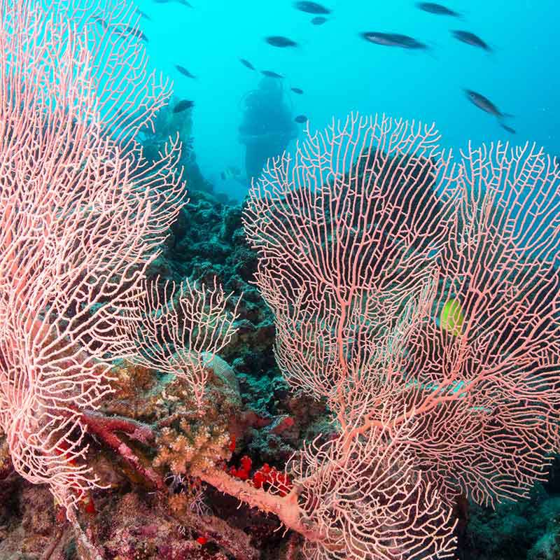 Malediven Urlaub Milaidhoo: tauchen