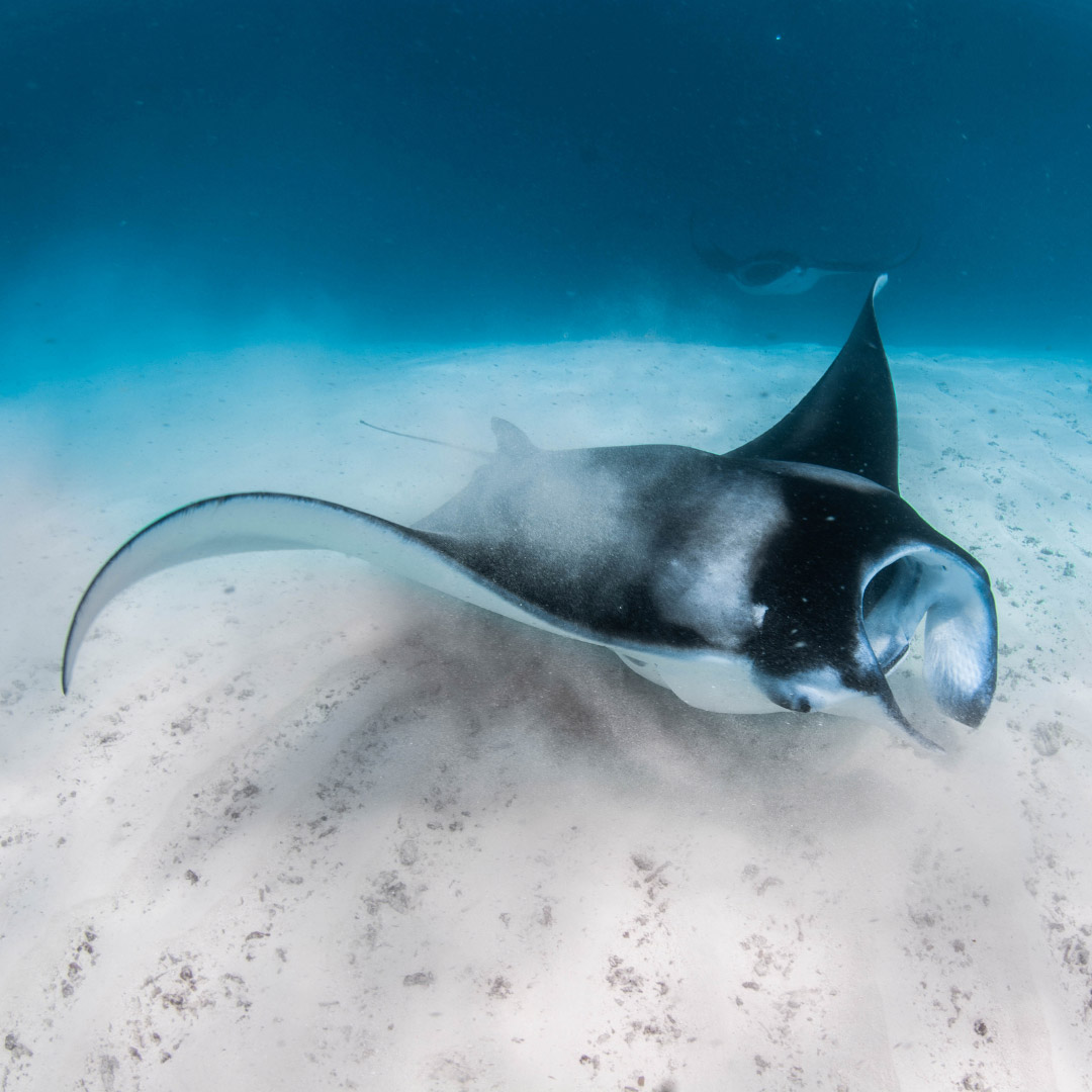 Intercontinental Maldives: Rochen